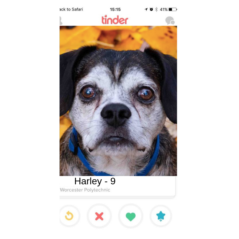Paws it Forward dogs