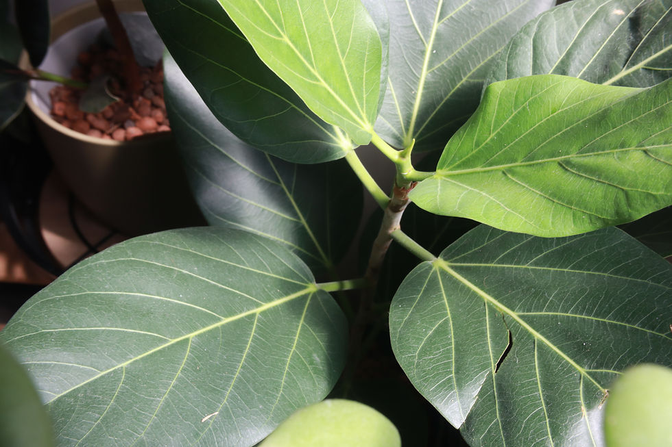 Eye-level view of a plant care specialist tending to indoor plants in a cozy living room