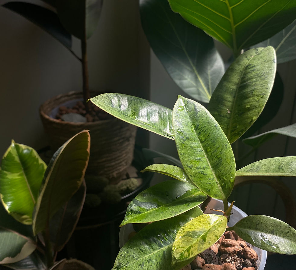 Looking for a Gardener for Your Indoor Plants? (Windsor, Maidenhead, Slough)