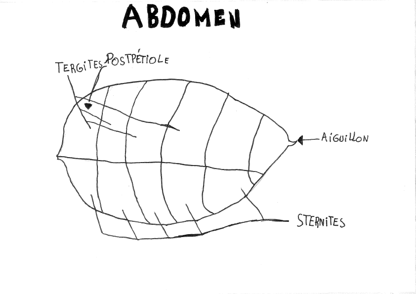 Ant | biostemwonders