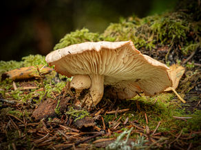 The Mushroom That Shouldn't Be Here
