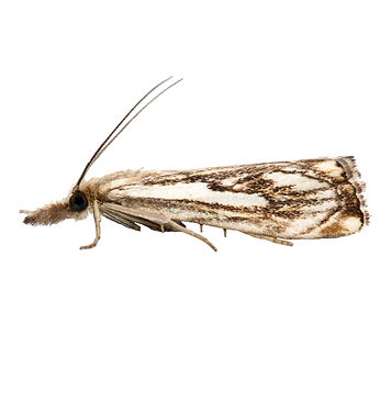 Chequered Grass-veneer