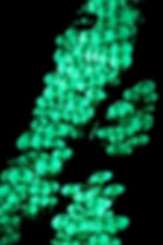 Sulphur Tuft growing up a tree in the dark, appearing to glow in the dark.