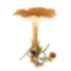 Infundibulicybe costata, Clitocybe costata