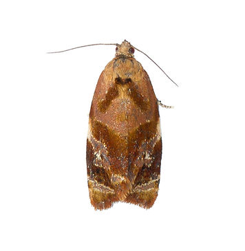 Red-barred Tortrix