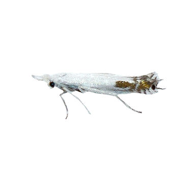 Apple Leaf-miner