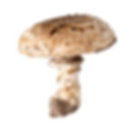 Agaricus subperonatus
