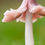 Thumbnail: Grassland Mushrooms & Fungi (Greater Manchester)