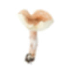 Fatal Dapperling - Lepiota subincarnata