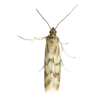 Two-barred Knot-horn