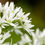Thumbnail: Spring Foraging (Rochdale)