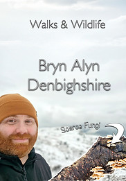 BrynAlynthumbnailwebsite.jpg