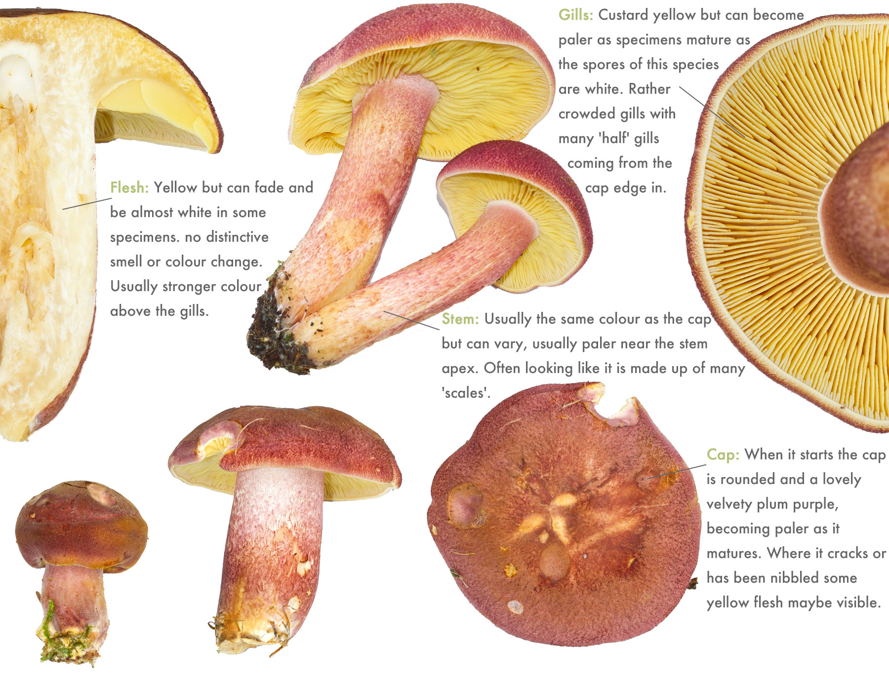 Plums and Custard Tricholomopsis rutilans Discover the Wild