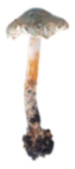 ree