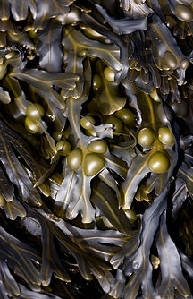 bladderwrack.jpg