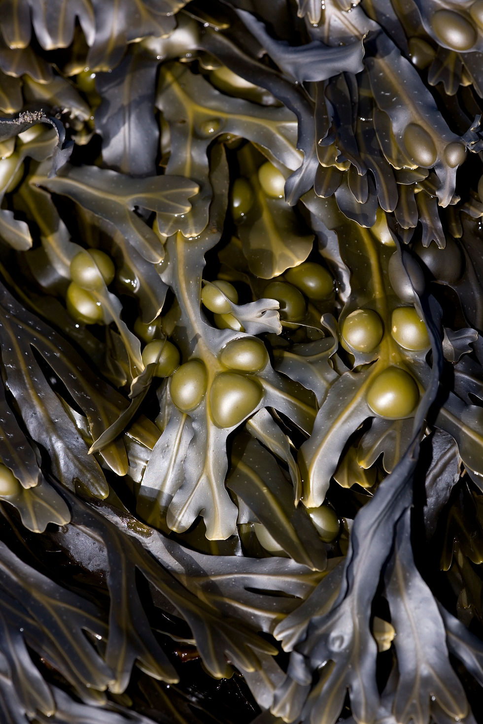 Seaweeds and Coastal Foraging