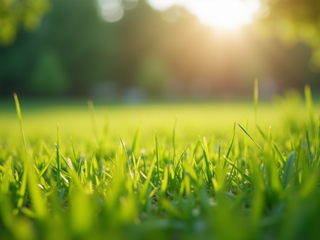 Year-Round Glow: Fertilizing Your South Florida Landscape for Lush, Healthy Growth