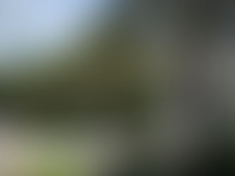 Add a Touch of Elegance with Majestic Palms