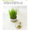 ภาพขนาดย่อ: ORGANIC CAT GRASS หญ้าแมวออร์แกนิค หญ้าผู้ดี หญ้าคอนโด หญ้าสุขภาพ