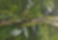 Tableau végétal .jpg
