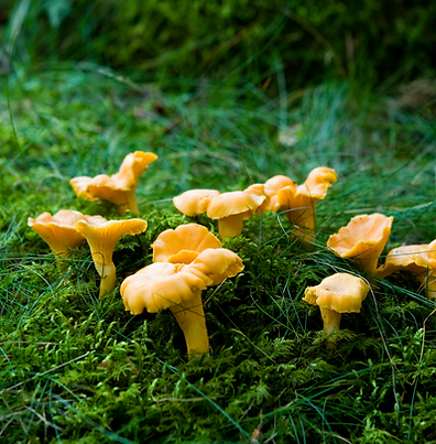 Mushroom Hunt November 2.png