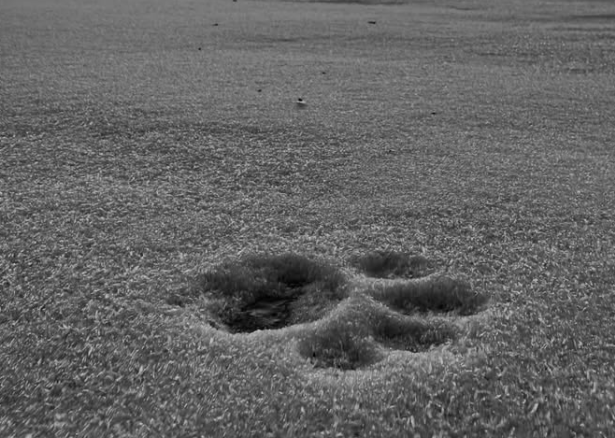 Animal Tracking in the Bog