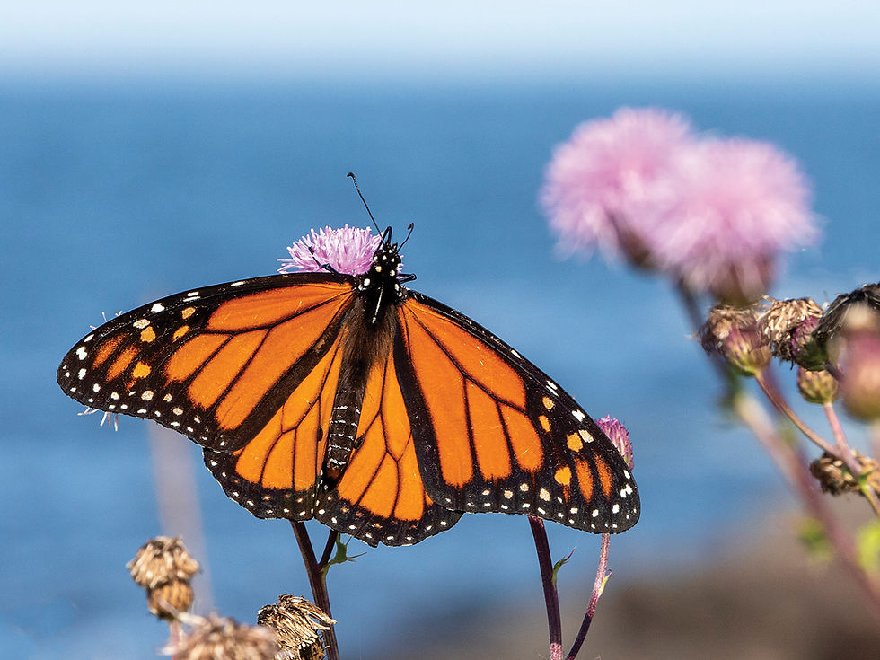 Biology and Conservation of Maine’s Butterflies