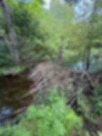Rockland Bog Preserve - New Trail Opening and Celebration!