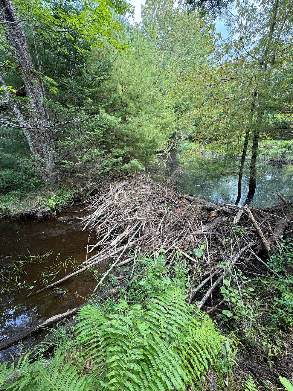 Rockland Bog Preserve - New Trail Opening and Celebration!