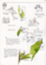 Nature Journaling Workshop