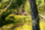 LGBTQIA+ Welcoming Walkabout: Rockland Bog Preserve