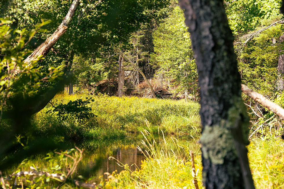 LGBTQIA+ Welcoming Walkabout: Rockland Bog Preserve