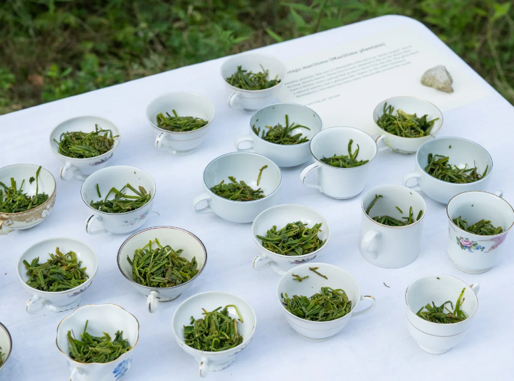 Wild Food Picnic: August