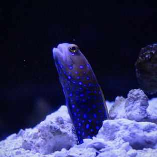 jawfish