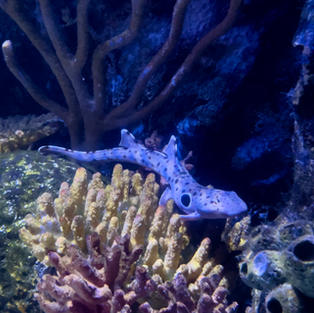 Epaulette Shark.jpeg