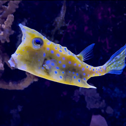 Cowfish
