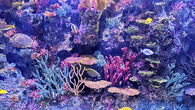 coral background.png