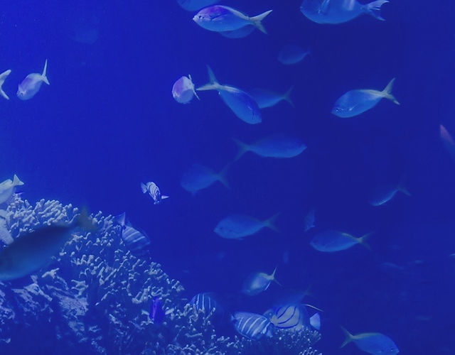 Riverwalk Cafe & Event Venue at Shreveport Aquarium
