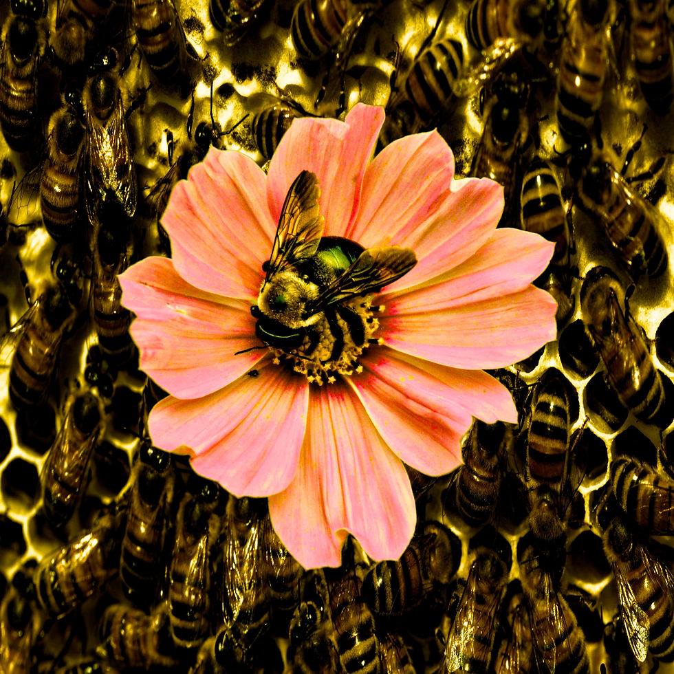 Armida Warrior | BookWorm | Horror Shorts | Dragons In The Garden | A bee sitting on a flower amongst its colony