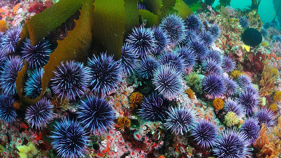 Ask Takuya: A Weekly Seafood Learning Series - Sea Urchin: A Delicacy with a Complicated Side