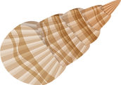 concha.png