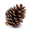 siska.png