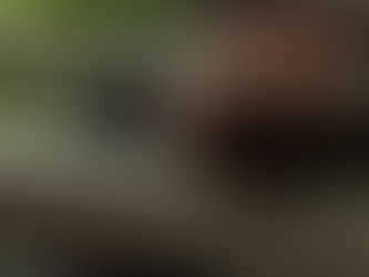 ANIMAL TOURISM AND PET TRADE