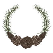 Pine Spruce Branches 2