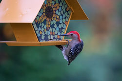 Woodpecker buffet-3.jpg