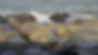 hugobuscandoalgas_retocada.png