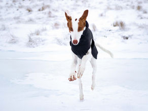Hundeausrüstung für Winter-Abenteuer