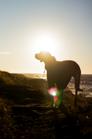 Hund im Sonnenuntergang an der Kueste von Nova Scotia