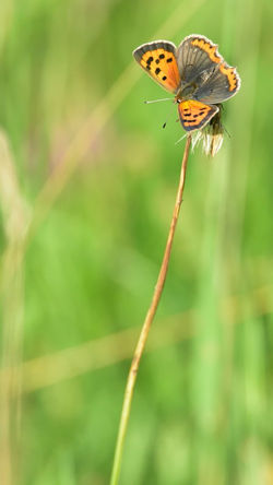 2021_07_07_cuivré_commun_5717