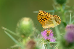 2017_07_18_tabac_d'espagne_et_abeille_sur_cirse